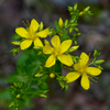 False Spotted St. John's Wort - Photo (c) Eric Hunt, all rights reserved