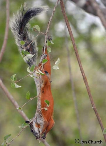 Red-bellied Squirrel