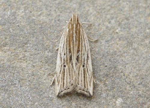 Helcystogramma hystricella (Braun, 1921)