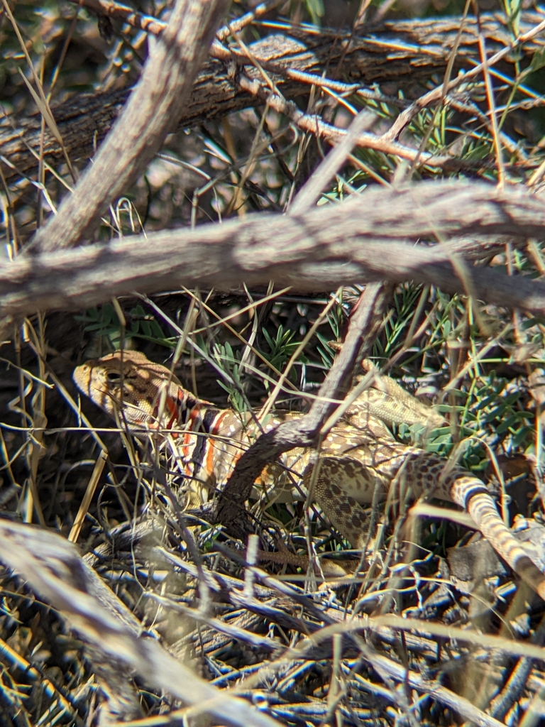 Eastern Collared Lizard from El Paso, TX 79934, USA on May 1, 2022 at ...
