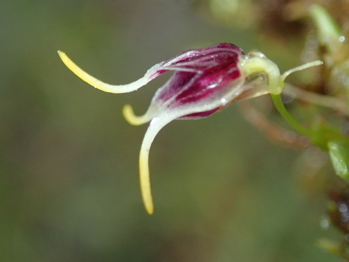 Diodonopsis