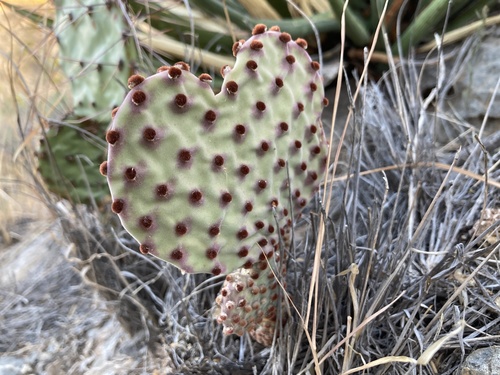 Blind Pricklypear