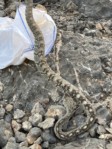 Eastern Black-tailed Rattlesnake