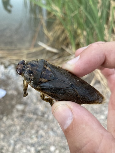 Lethocerus medius