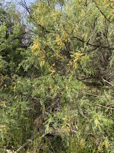 honey mesquite