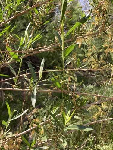 willow baccharis