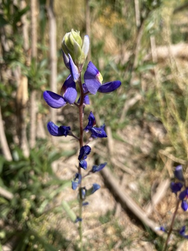Big Bend Bluebonnet