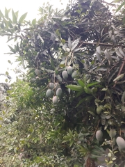 Mangifera indica image