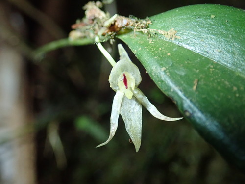 Pleurothallis cernua