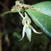 Pleurothallis cernua - Photo (c) Rudy Gelis, all rights reserved, uploaded by Rudy Gelis