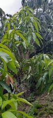 Mangifera indica image