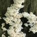 White Jelly Fungus - Photo (c) Ian Meske, all rights reserved, uploaded by Ian Meske
