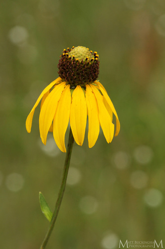 Rudbeckia scabrifolia