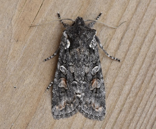 Lithophane pexata Grote, 1874