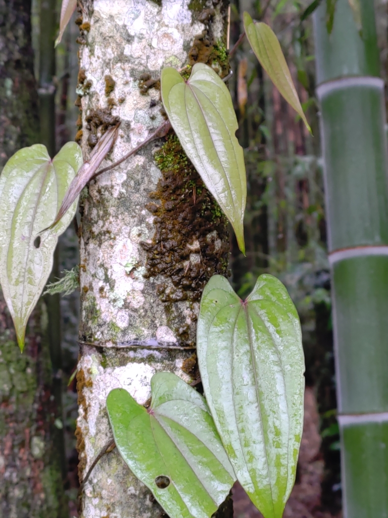 Semi Di Dioscorea Alata (Igname Alato) – 20 Semi Per Coltivazione Orto E Giardino - Foto 2