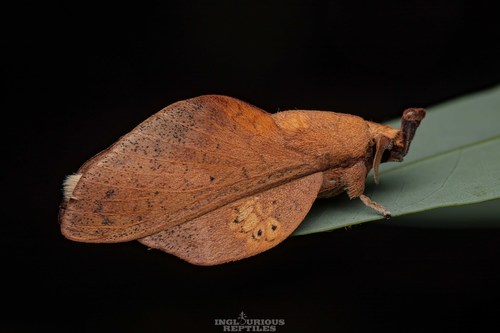 Gastropacha pardale
