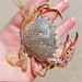 Lady Crab - Photo (c) Candice Collison, all rights reserved, uploaded by Candice Collison