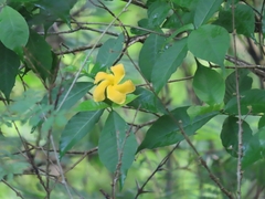 Tabernaemontana grandiflora image