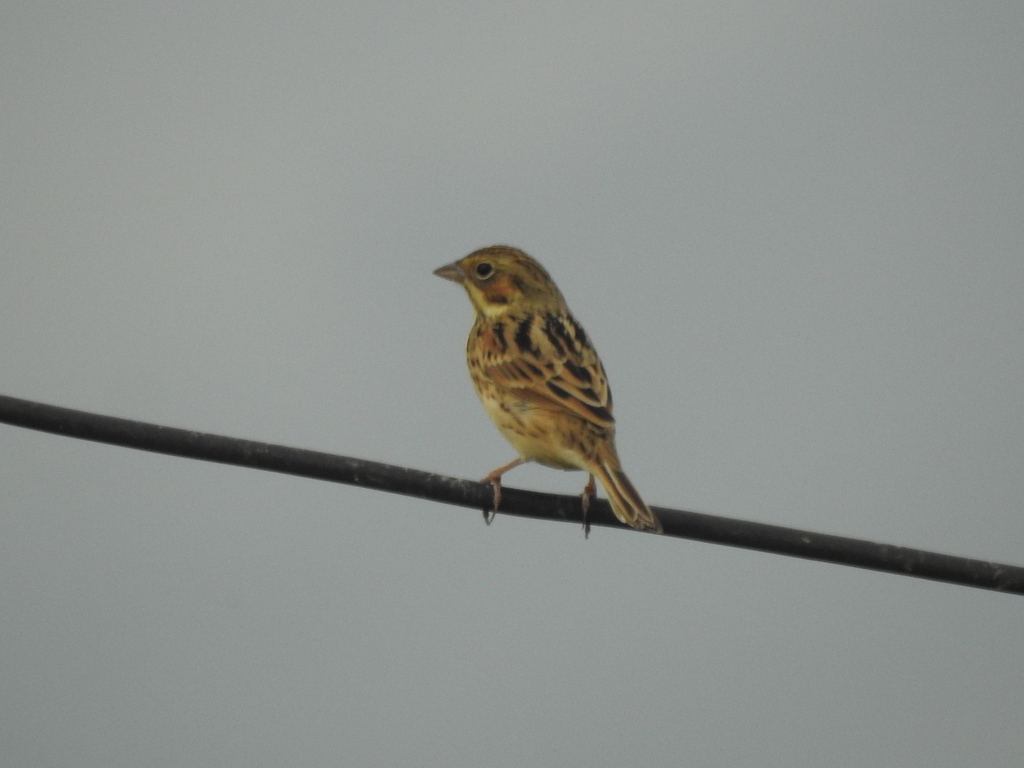 Chestnut-eared Bunting from Long Valley, 上水香港 on October 25, 2020 at 07 ...