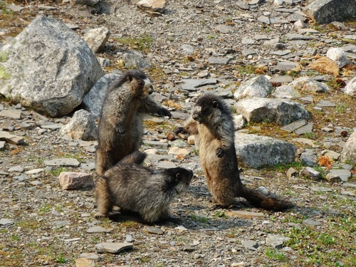 Hoary Marmot