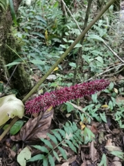 Anthurium formosum image