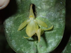Pleurothallis lilijae image