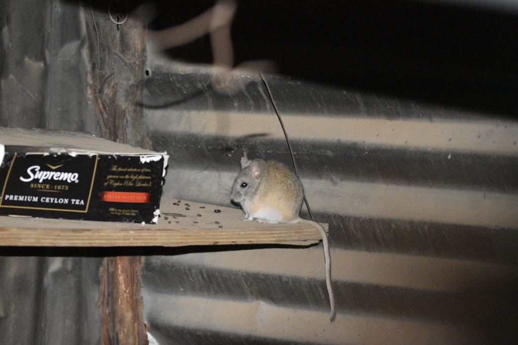 Darwin’s Leaf-eared Mouse from Salamanca, Coquimbo, Chile on April 29