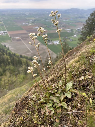 wholeleaf saxifrage (Saxifraga integrifolia)