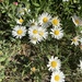 Lazy Daisy - Photo (c) Tom Langschied, all rights reserved, uploaded by Tom Langschied