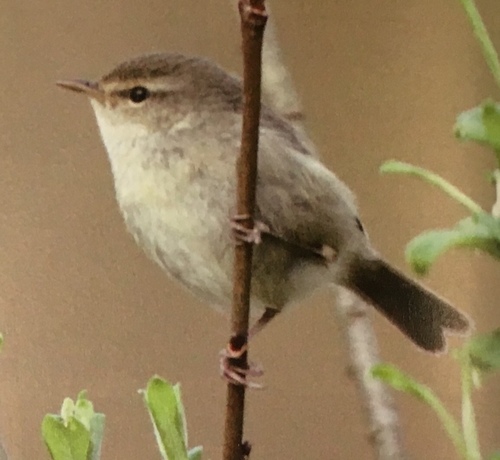 Japanese Bush Warbler