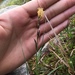 Carex bigelowii - Photo (c) abigail_orosz, כל הזכויות שמורות