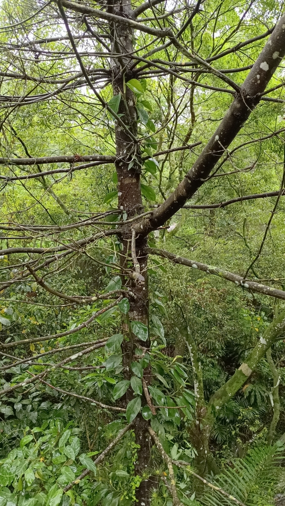 Rhaphidophora hongkongensis from Hsinchu County TW TA TW on May 2 2022 at 11 35 AM by 陳淑慧