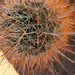 Canyonlands Fishhook Cactus - Photo (c) faerthen, all rights reserved, uploaded by faerthen