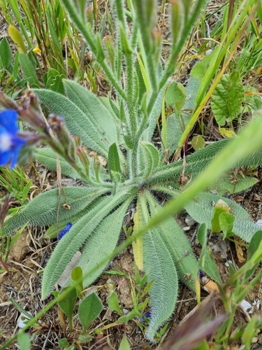 Italian Bugloss