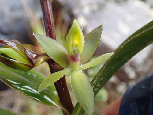 Oxycalyx Orchid
