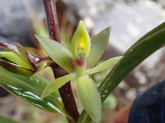 Epidendrum oxycalyx image