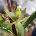 Epidendrum oxycalyx - Photo (c) Rudy Gelis, todos los derechos reservados, subido por Rudy Gelis