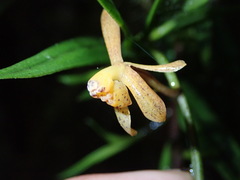 Epidendrum erosum image