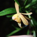 Epidendrum erosum - Photo (c) Rudy Gelis, todos los derechos reservados, uploaded by Rudy Gelis