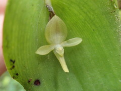 Pleurothallis lilijae image