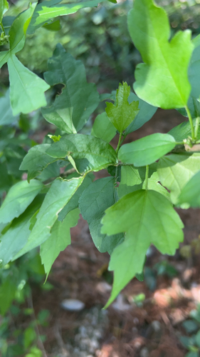 common hibiscus