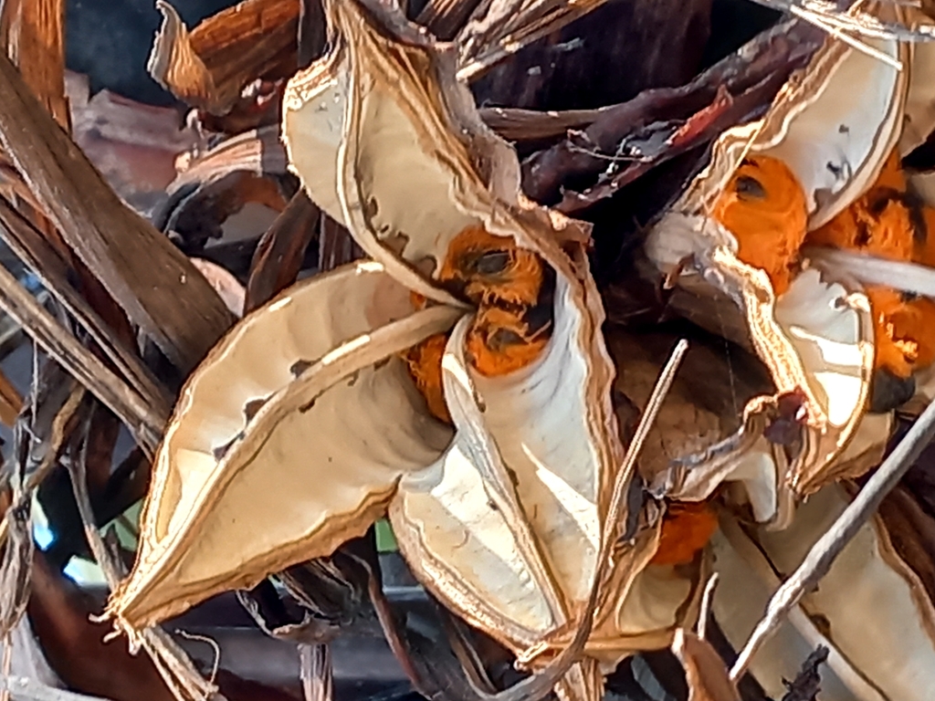 Ave del Paraíso Blanca (Strelitzia nicolai) · NaturaLista Mexico