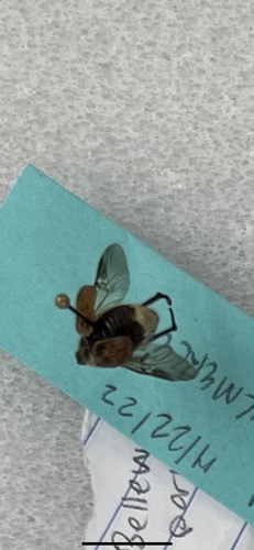 iNaturalist observation photo of Hoplia