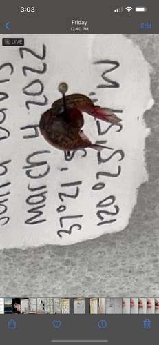 iNaturalist observation photo of Australian Tortoise Beetle