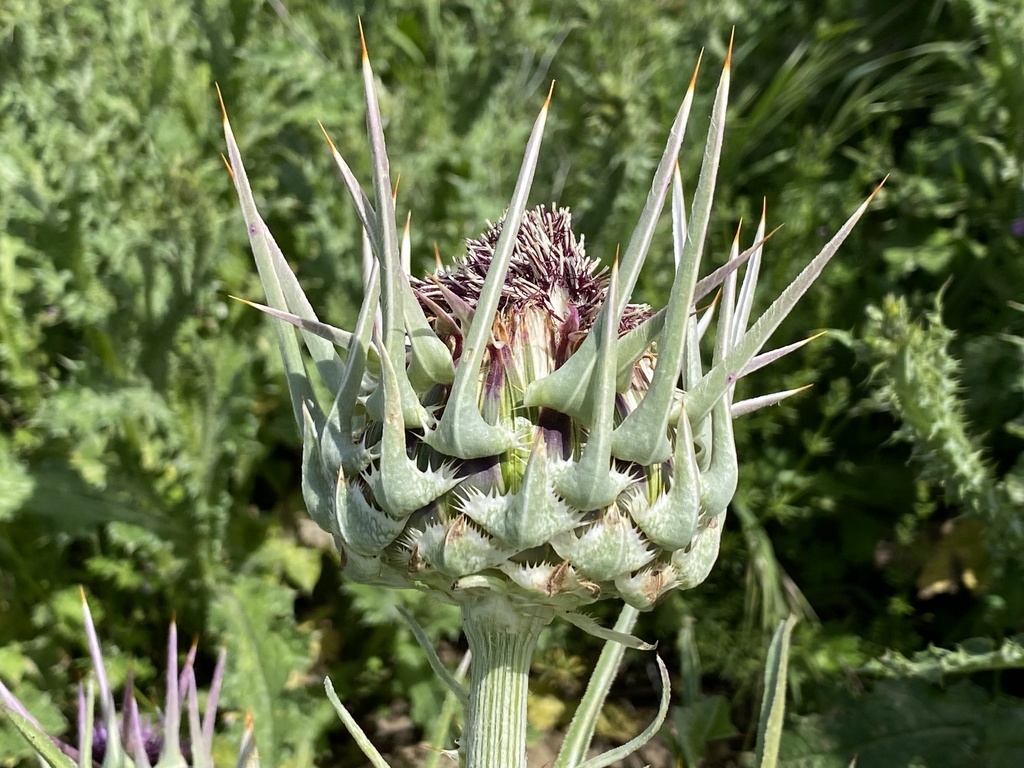 cardo mariano (Silybum marianum) · iNaturalist Mexico