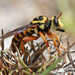 Bee-mimic Robber Flies - Photo (c) Steve Collins, all rights reserved