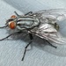 Friendly Flesh Fly - Photo (c) Steven Daniel, all rights reserved, uploaded by Steven Daniel