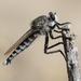 Robber Flies - Photo (c) Steve Collins, all rights reserved