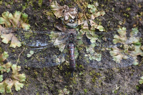 Ethiopian Hawker