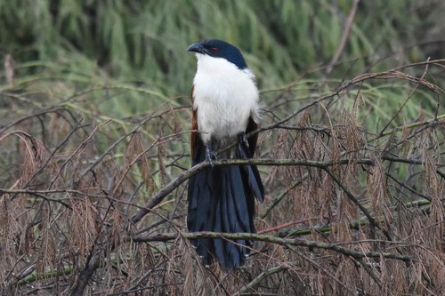 Blue-headed Coucal